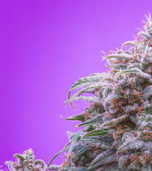 Double Grape Autoflower Seeds
